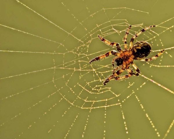 PA, Churchville Nature Center Spider on web